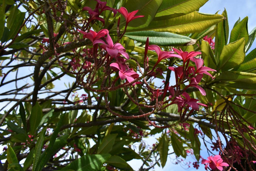 Nona Lani Cottages Kihei Zewnętrze zdjęcie
