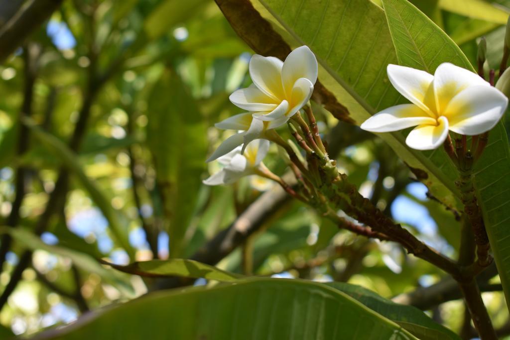 Nona Lani Cottages Kihei Zewnętrze zdjęcie