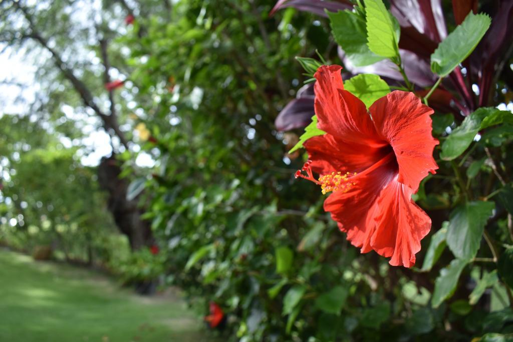 Nona Lani Cottages Kihei Zewnętrze zdjęcie